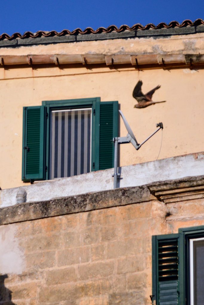 Lesser kestrel speeding past a lime stone building in Matera. 