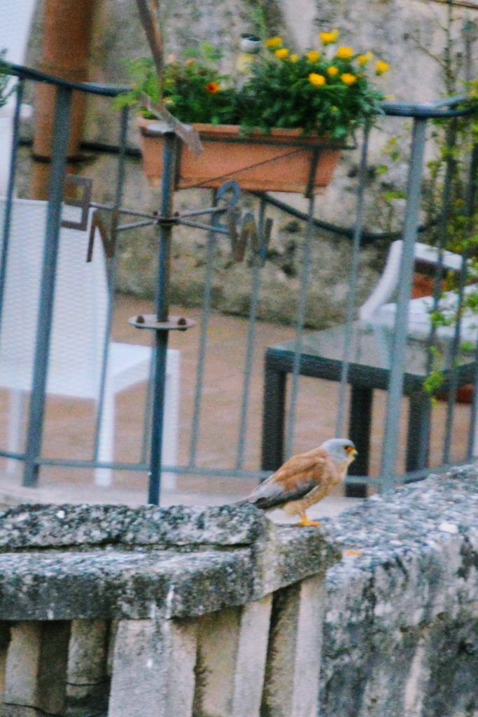 Lesser krestel on roof in Matera