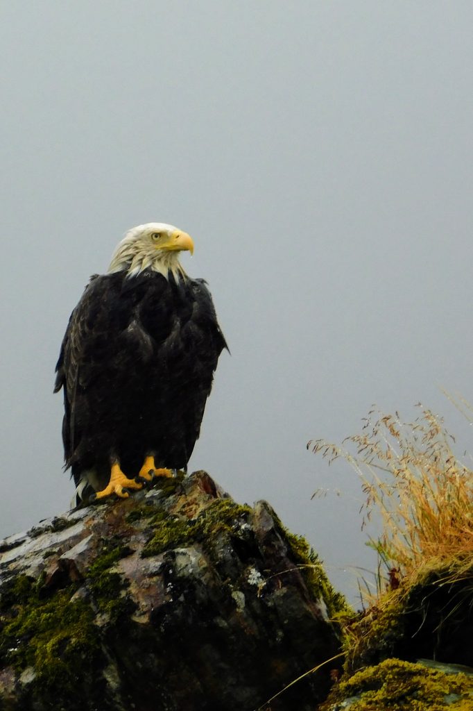 Fly like an eagle, even with multiple sclerosis! And read Momentum Magazine. 