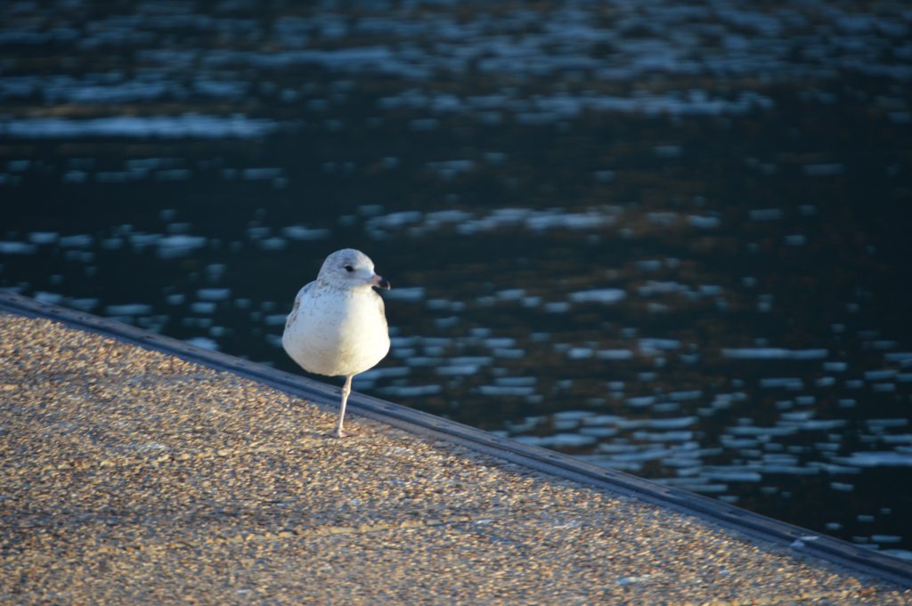 Juvenile gull standing on one leg. Great exercise for MS to get strong and ore stable. 