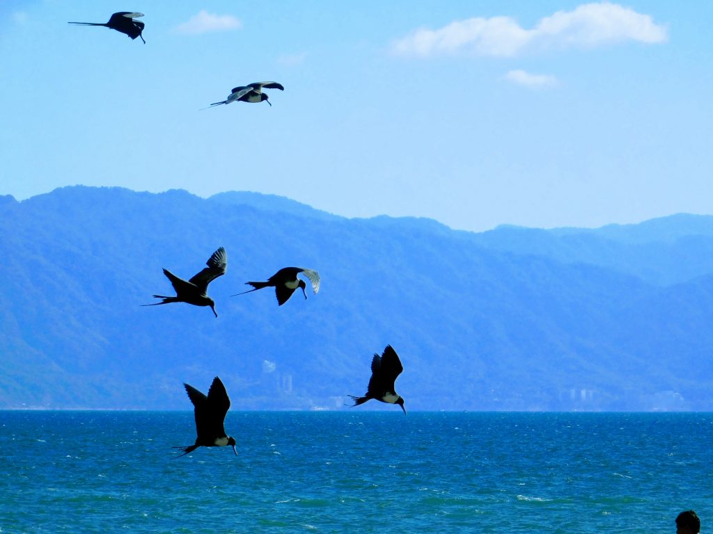 Magnificent frigate birds hunting in a group in Mexico. High mountains in the background. Get stronger by joining a group class! Exercises for MS are better with friends!