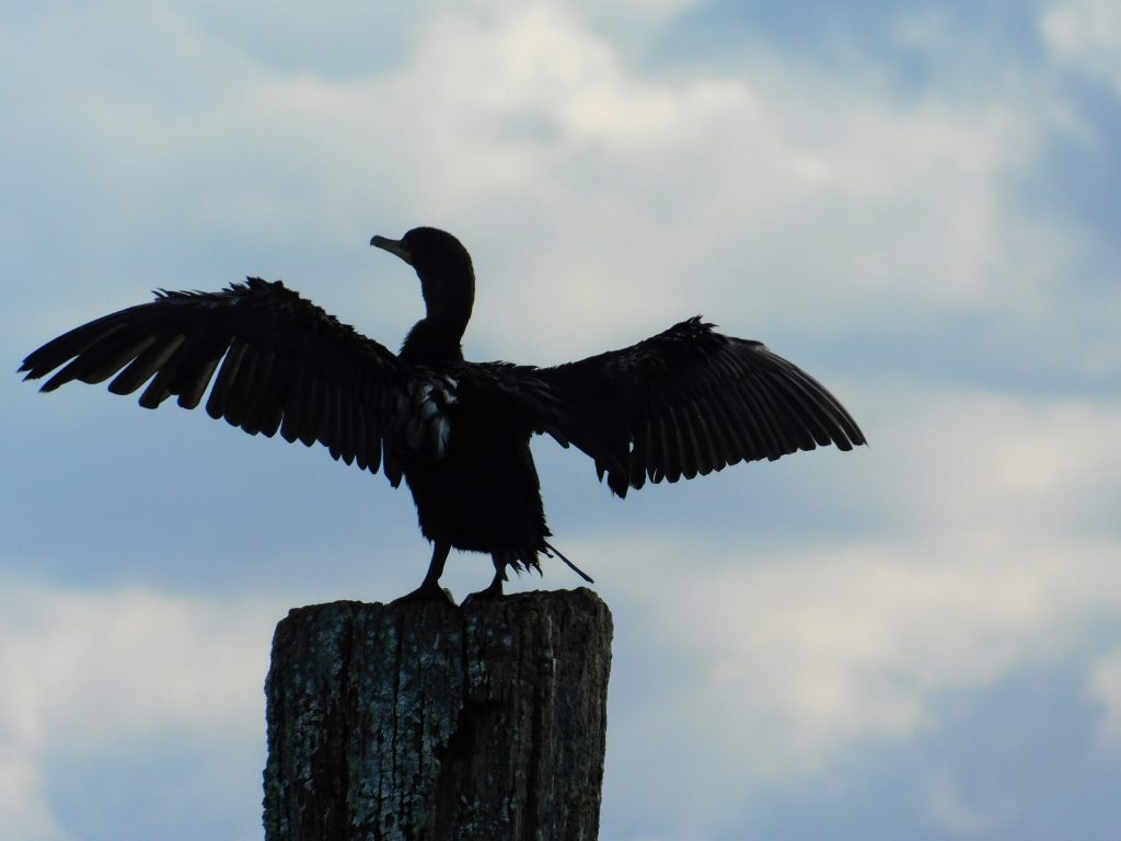 Cormorant on a pole, drying their wings. Sometimes we need to take a break when we exercise with MS