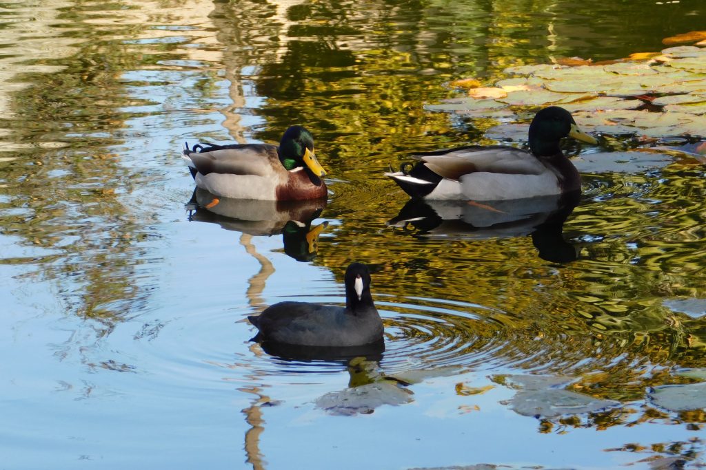 Two mallards and an American coot swimming. 