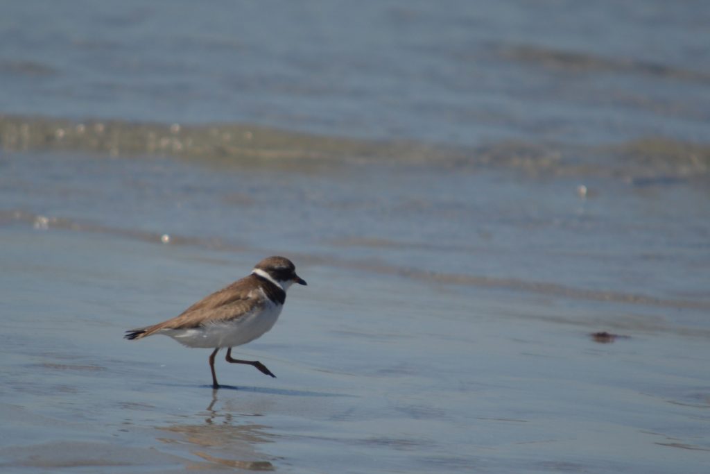 Piping plover stepping around on the beach. Walking is a great exercise for MS!