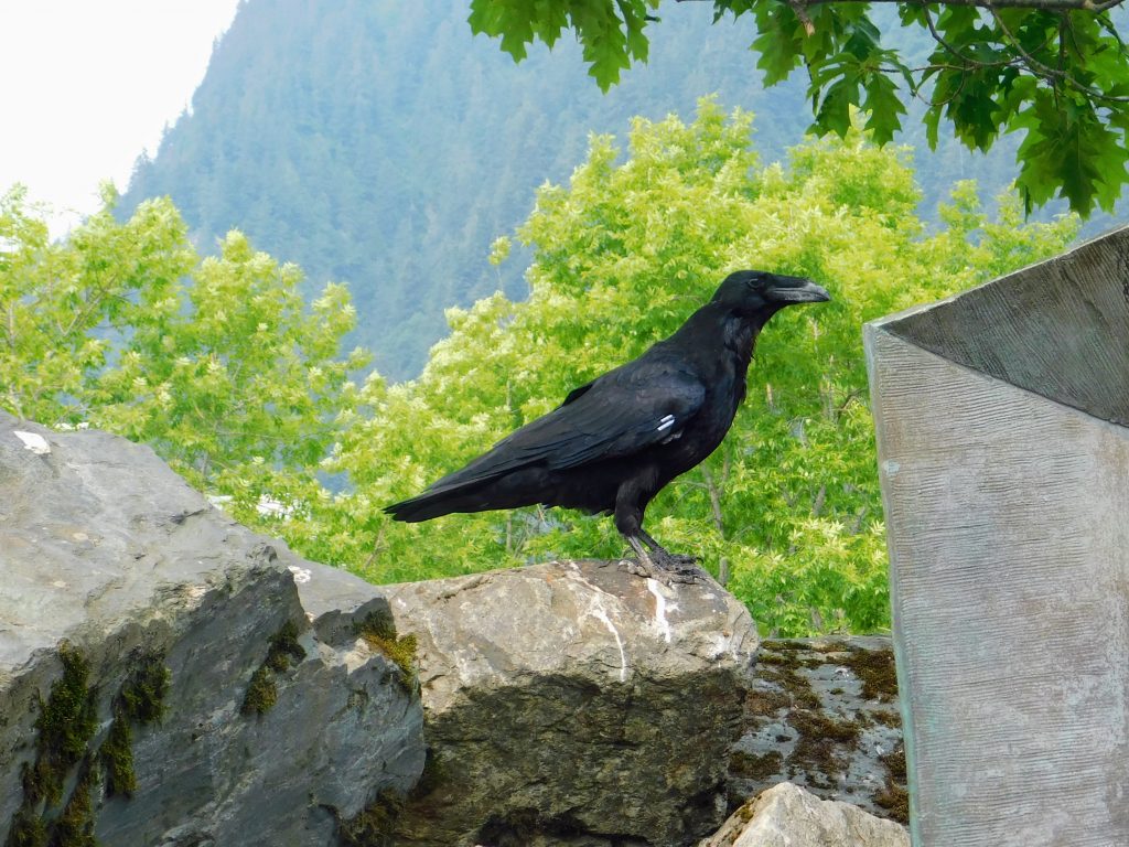 Raven on a rock. Find out fun Alaskan Capitol facts! And how the ravens are related to the Tlingits