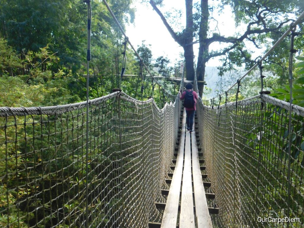 Treetop walks with person on it and jungle all around