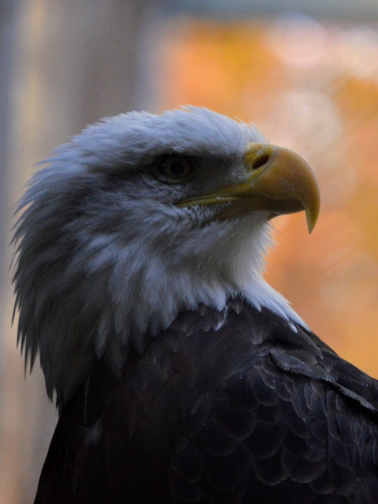 Bald eagle at VINS, where we explored the newest treetop walk in Vermont