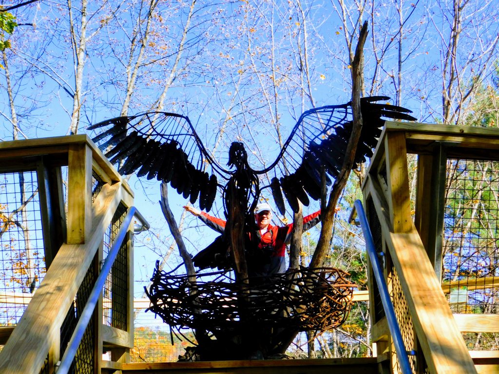 Tree top trail at VINS Vermont: Tom hiding behind the eagle nest with eagle taking off sculpture. 