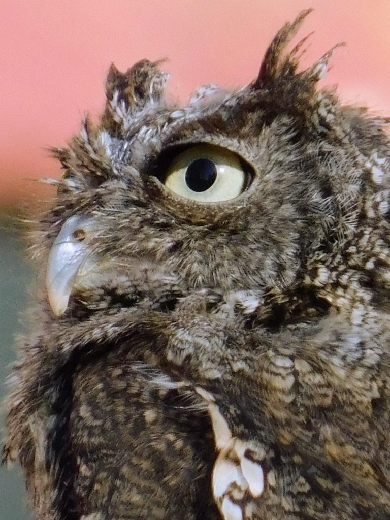 Easter screech owl, in a demonstration before we went on the treetop walk in Vermont