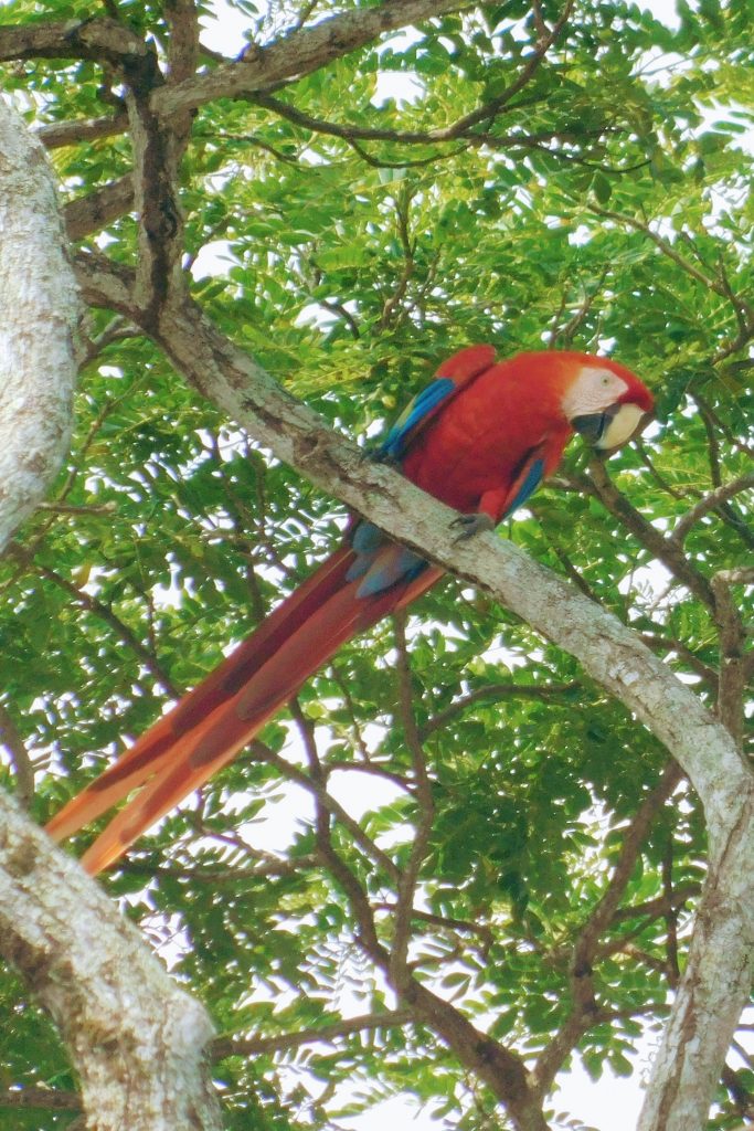 Purple macaw in Costa Rica where we did another treetop walk. 