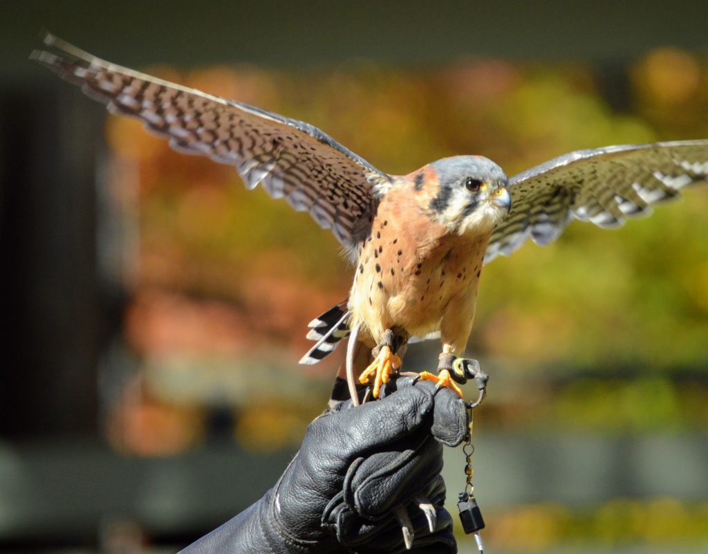 small raptor spreading its wings, one of the activities before we did the treetop walk in Vermont