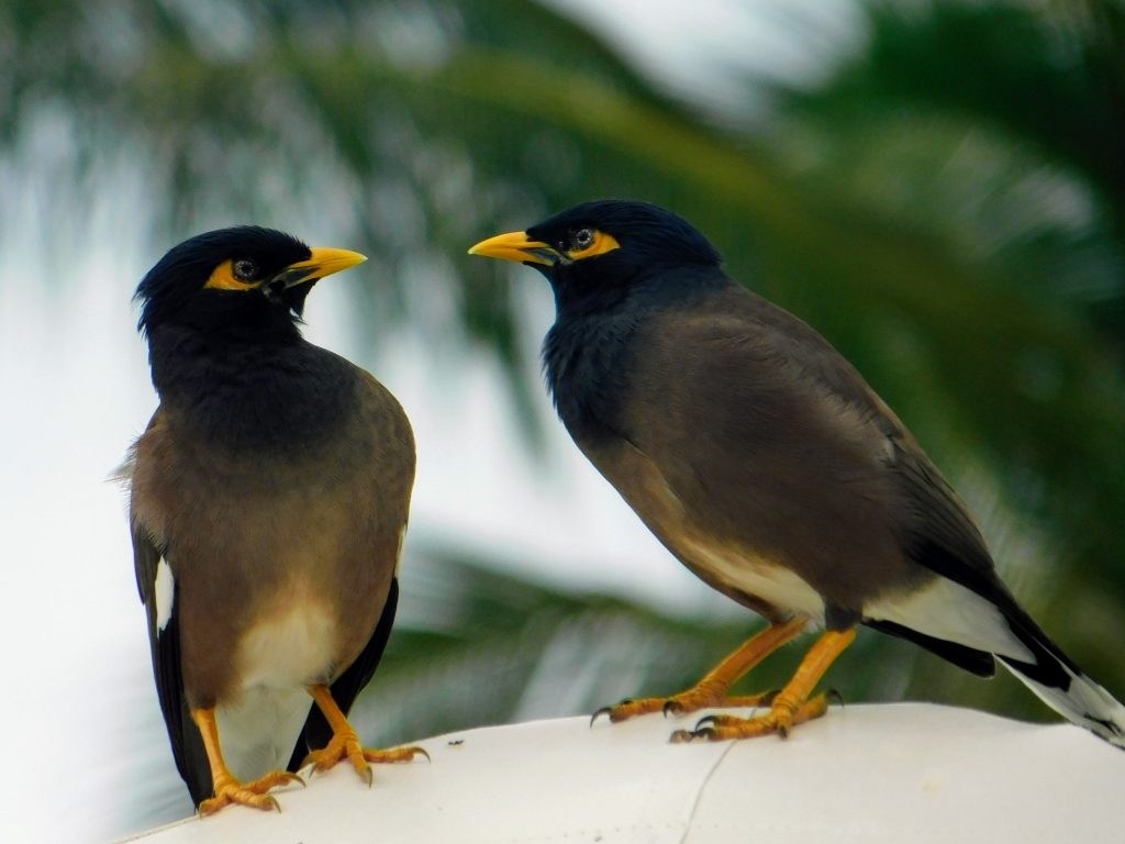 Two minah birds discussing the commitment of no yoga for SIX weeks during the LoveYourBrain yoga for MS study. 