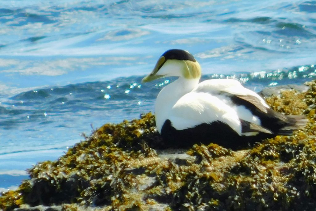 Common eider meditating at the coast of Maine. LoveYourBrain yoga for MS helped us meditate