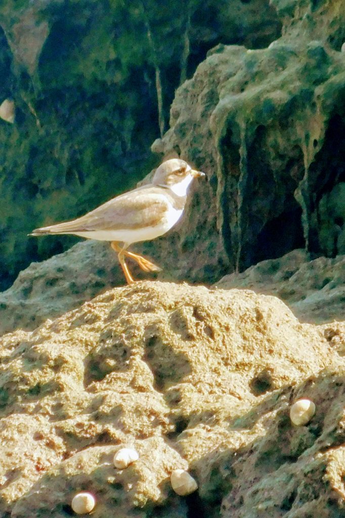 Piping plover standing on one leg. Practicing yoga for MS will get you stronger and more balanced. 