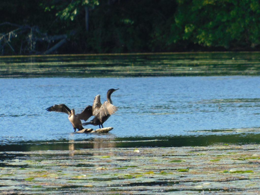 Two cormorants drying their wings while meditating on the river. 