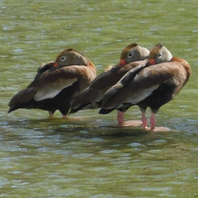 Whistling ducks, sleeping quietly
Travel pictures old and new