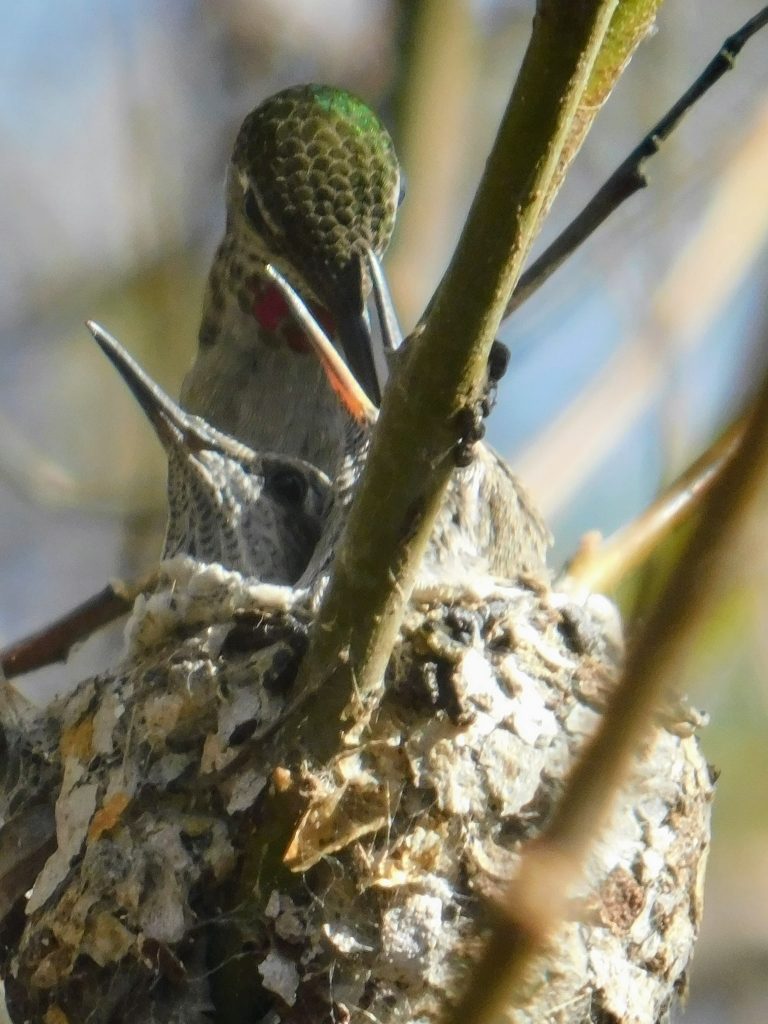 Hummingbird mother feeding one of her babies in a nest.
Travel pictures old and new