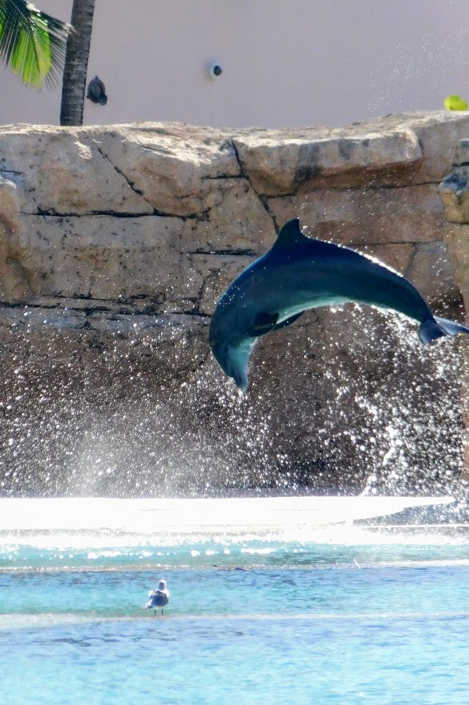Dolphin jumping while gull watches at Atlantis Bahamas