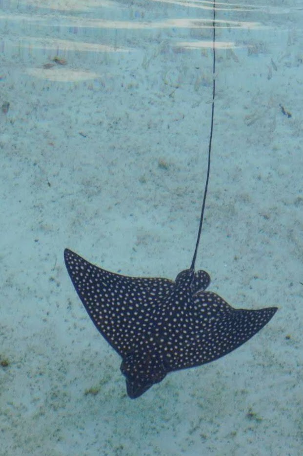 Spotted mantra ray in Atlantis Bahamas