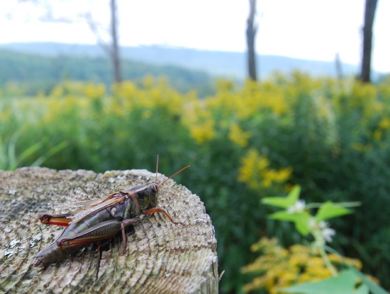 Cricket on a tree stump, found next to a geocache