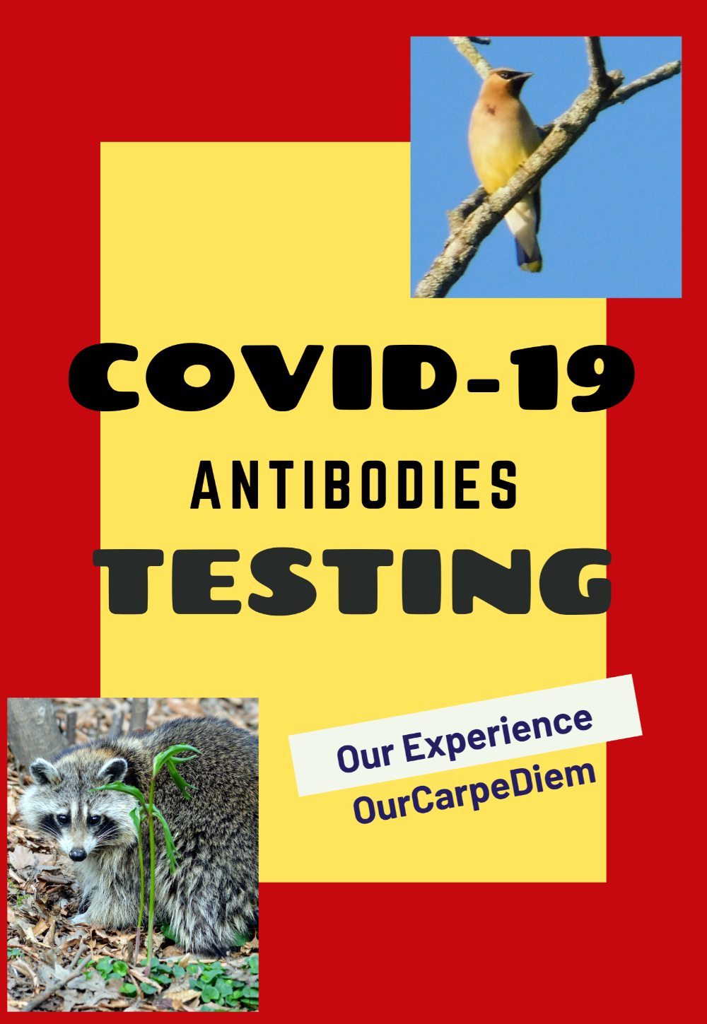 Covid-19 Antibodies Testing An #MSwarrior shares their experience with the Covid-19 antibodies test and the test for the active corona-virus. What will their result be? What does it mean for her social distancing? #Covid19 #pandemic #Covid19Antibodies #OurCarpeDiem #MSstrong #multiplesclerosis