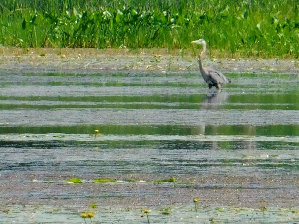 Great blue heron on a sand bar