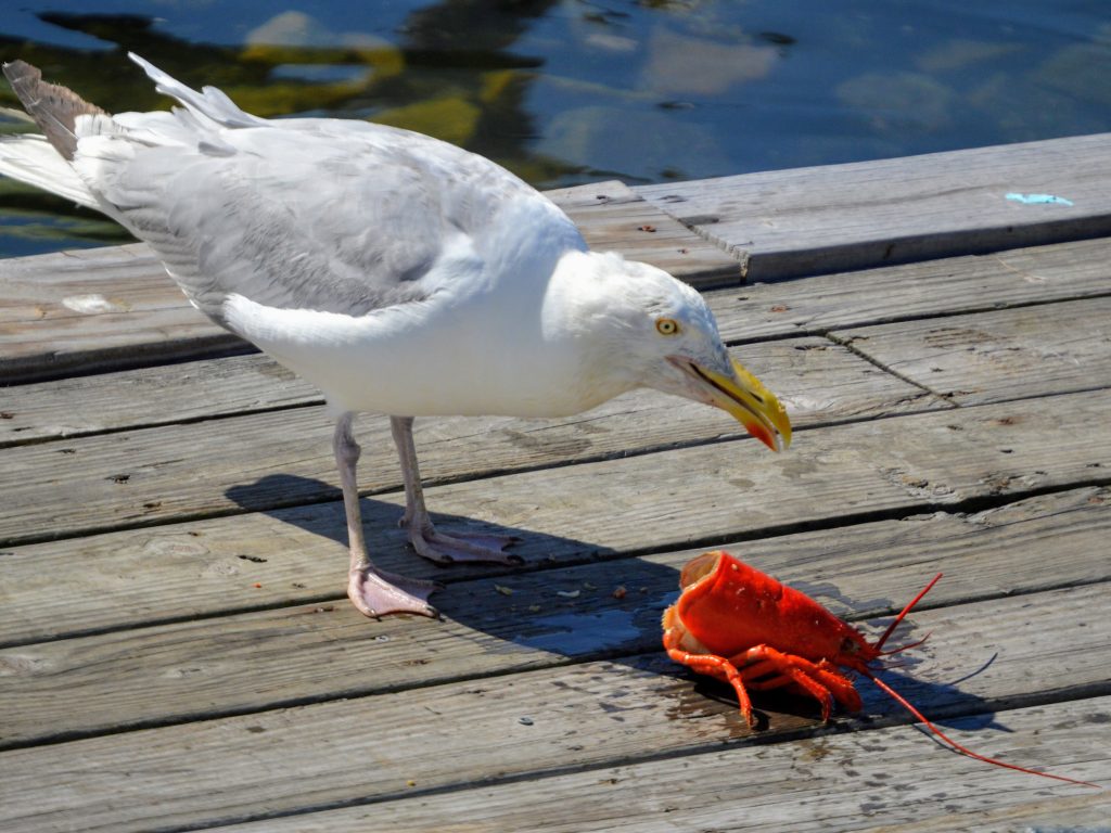 Sea gull enjoying good food in Kennebunkport: Lobster!