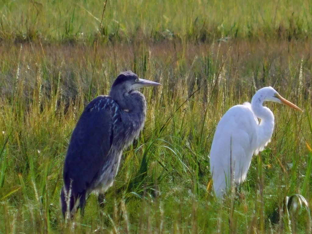 Two Herons. Our Carpe Diem includes birding whenever we can