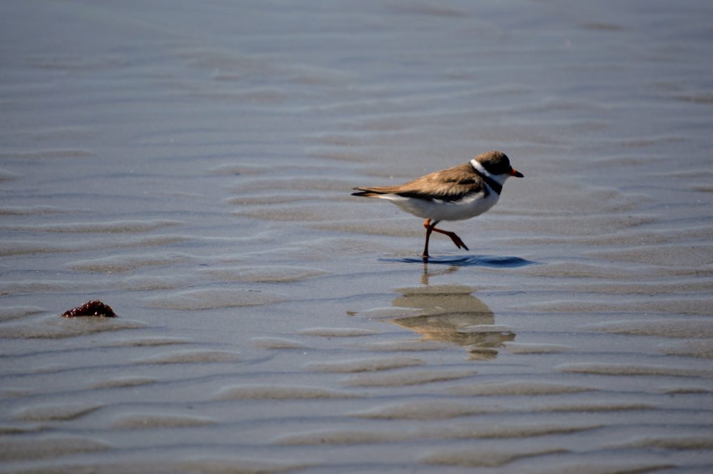 Piping plover wading on the beach in very shallow water 
Goose Rocks Beach is one of the happy things to do in Kennebunkport!