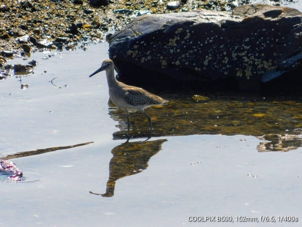 Wading bird socially distancing during the Covid-19 pandemic in Kennebunkport