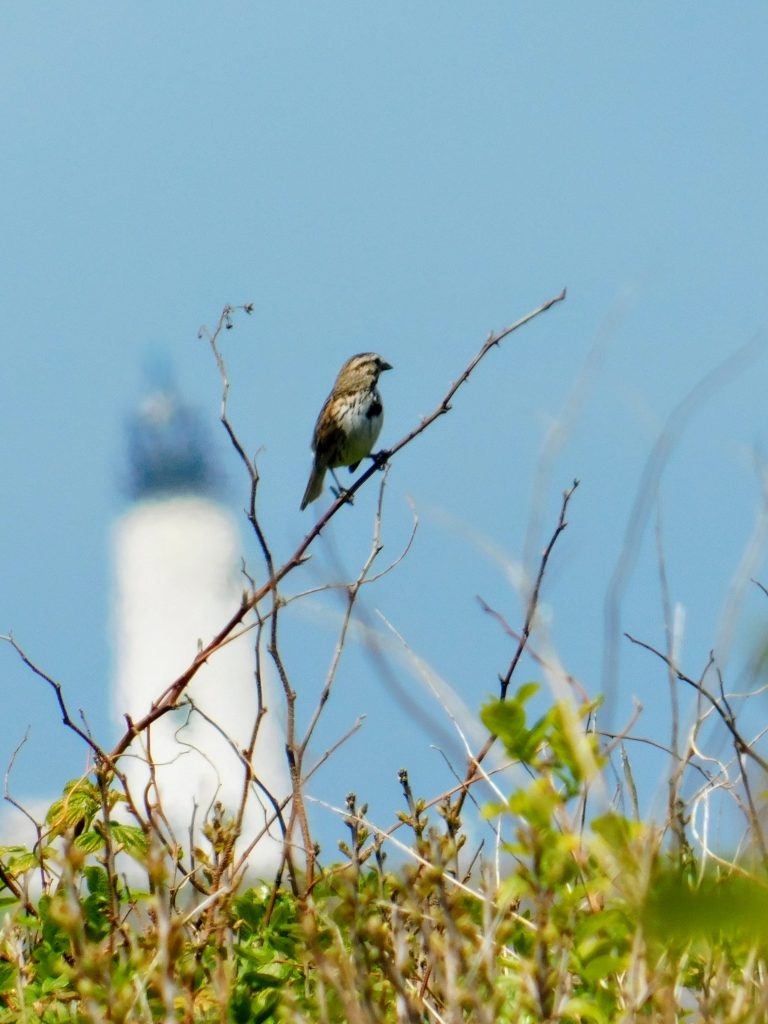 song sparrow? with light house in background. It is easy to find birding things to do in Kennebunkport