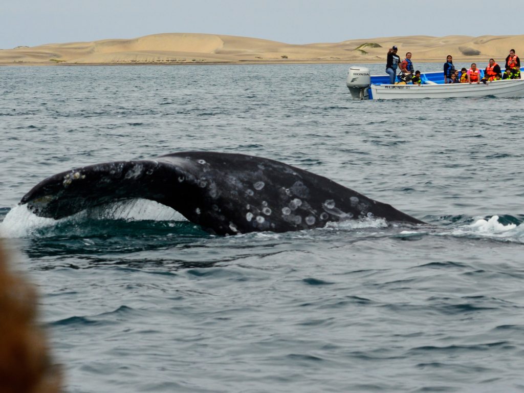 grey whale surfacing between two boats in Magdalena Bay