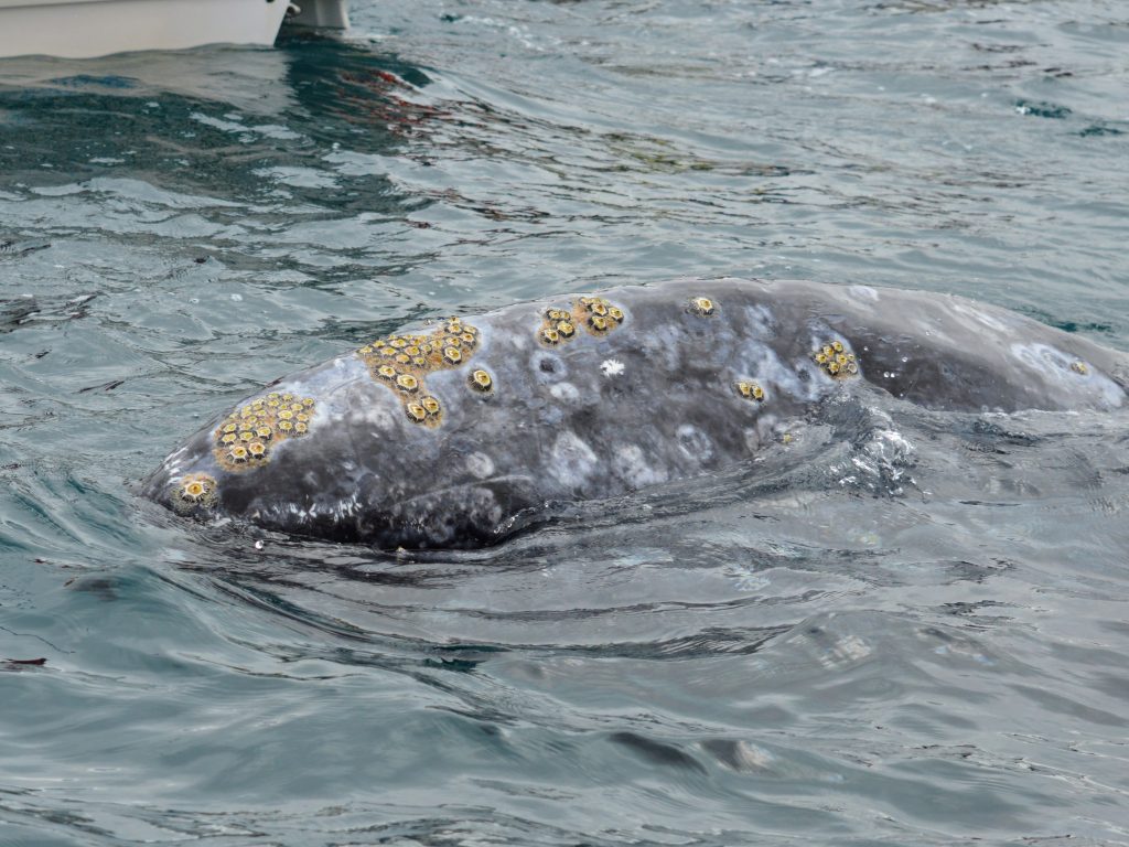 Crusty Gray Whale in Magdalena Bay