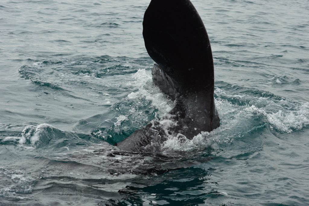 Gray whale fin sticking out of the water