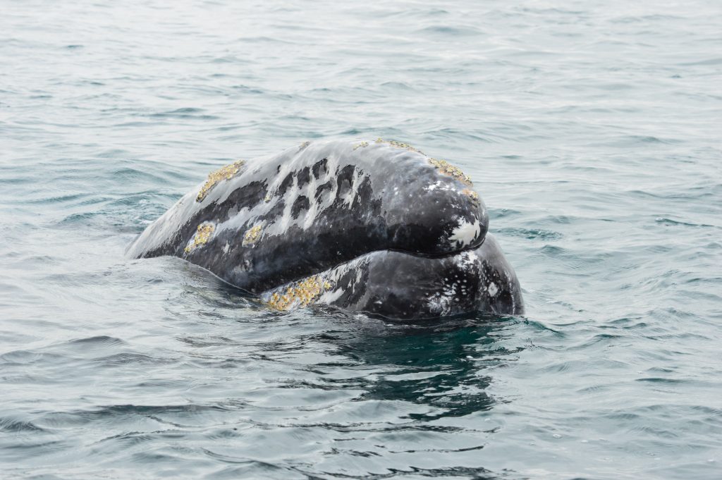 Gray whale surfacing in Magdalena Bay
Their head covered in barnacles