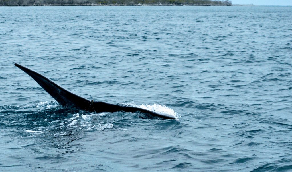 Showing the tail of a diving gray whale in Magdalena Bay, Baja California