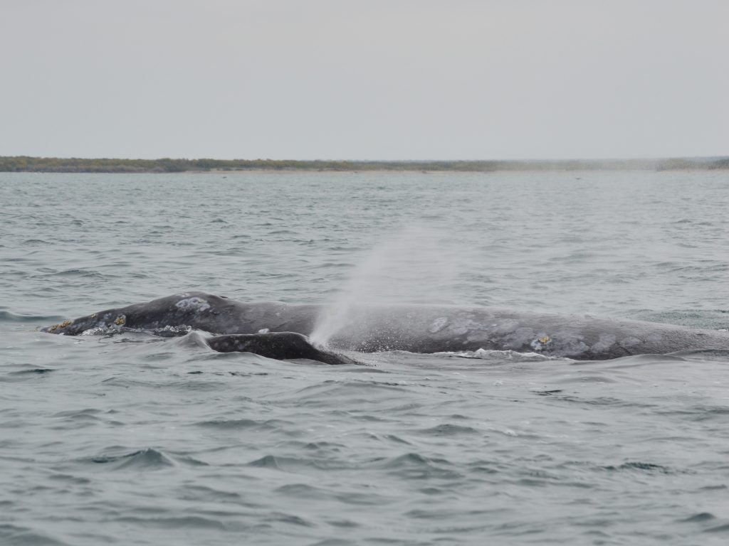 Gray whale spouting in Magdalena Bay