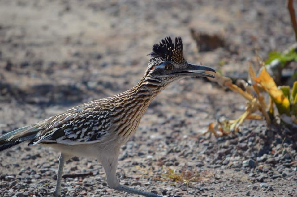 Roadrunner 