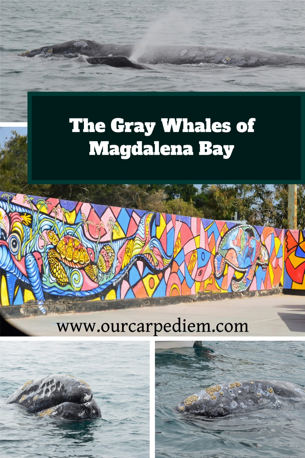 The grey whales of Magdalena Bay will rock you! Find out everything you need to know about these gentle giants and if you are lucky, touch a whale! If you love nature, you will really enjoy this article and find out about a unique type of whale watching #GreyWhales #ThingsToDo #WhaleWatching #MagdalenaBay #OurCarpeDiem #MexicoTravel