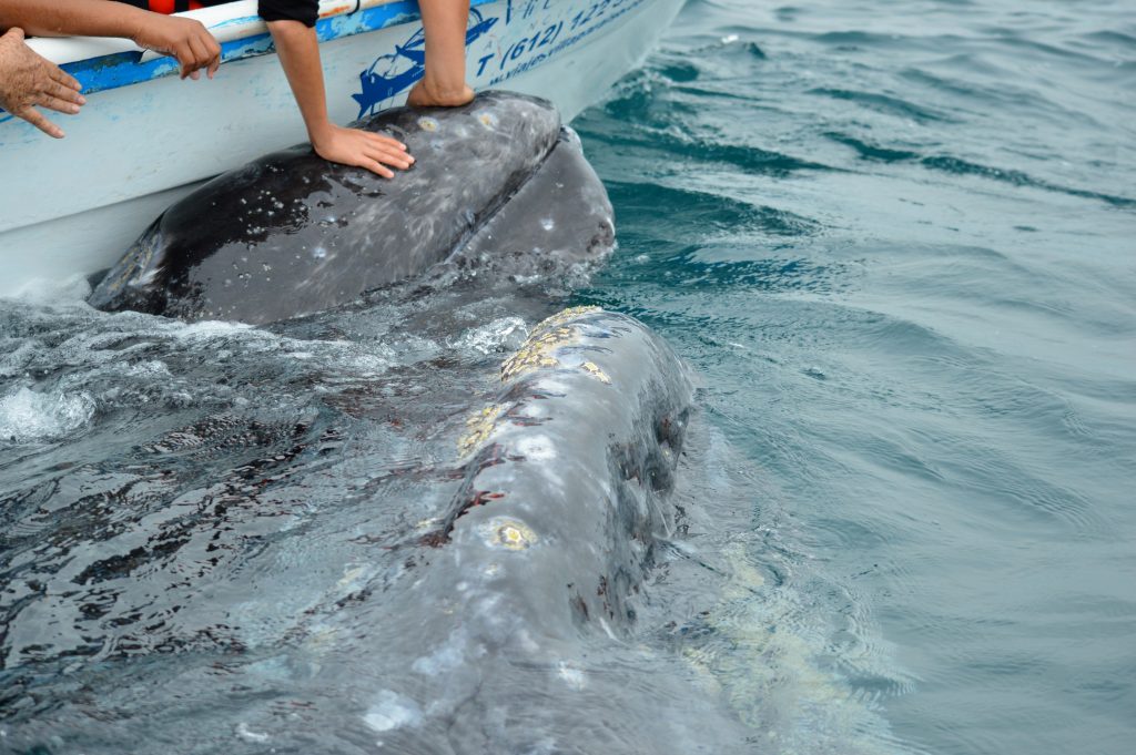 Two grey whales next to a small whale watching boats, close enough for hands touching the whales in Magdalena Bay