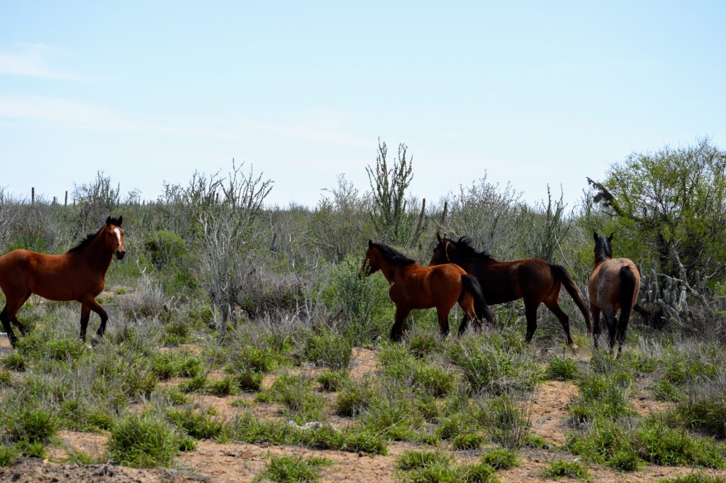 Horses on our way from Loreto to Magdalena Bay