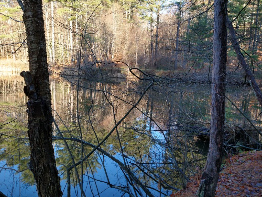 Peaceful pond in New Hampshire, part of OurCarpeDiem 2020 hindsight.