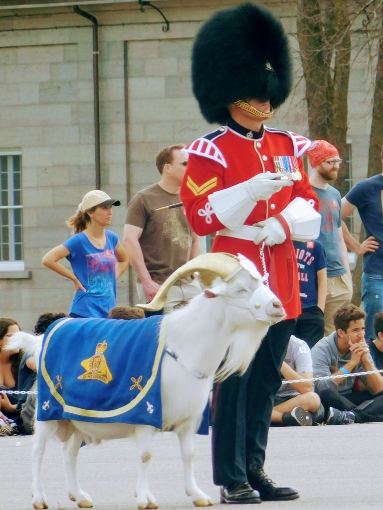 Batisse the goat with golden horns and blue coat of arms next to a member of the guard
