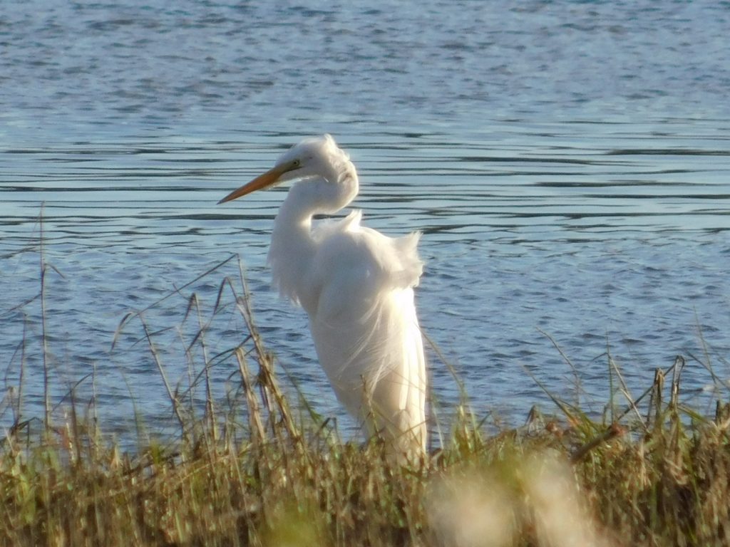 Random egret, thoughtfully reviewing 2020 on the water's edge. 