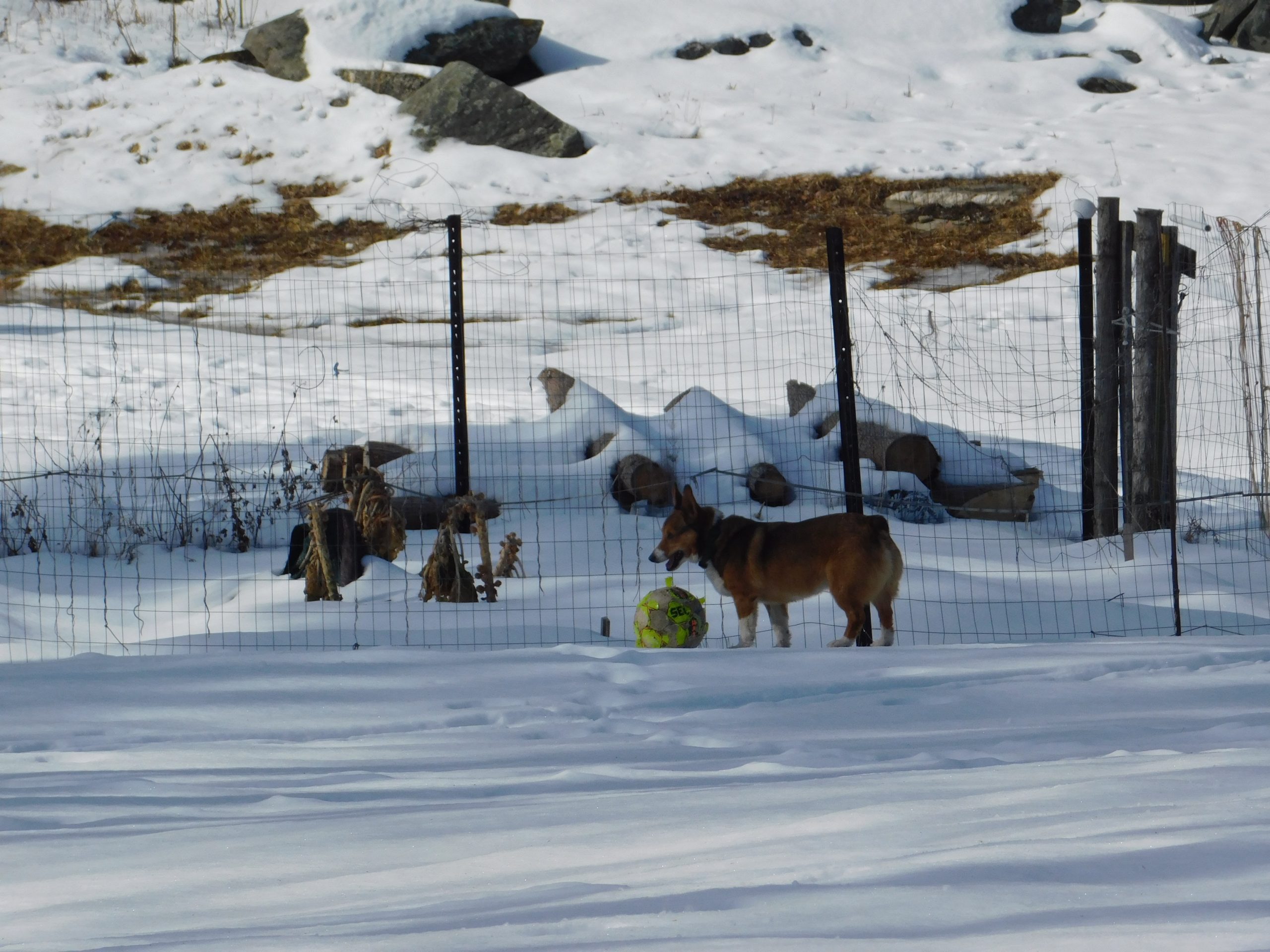 Dog and ball in the snow, during our winter hike in January 2020