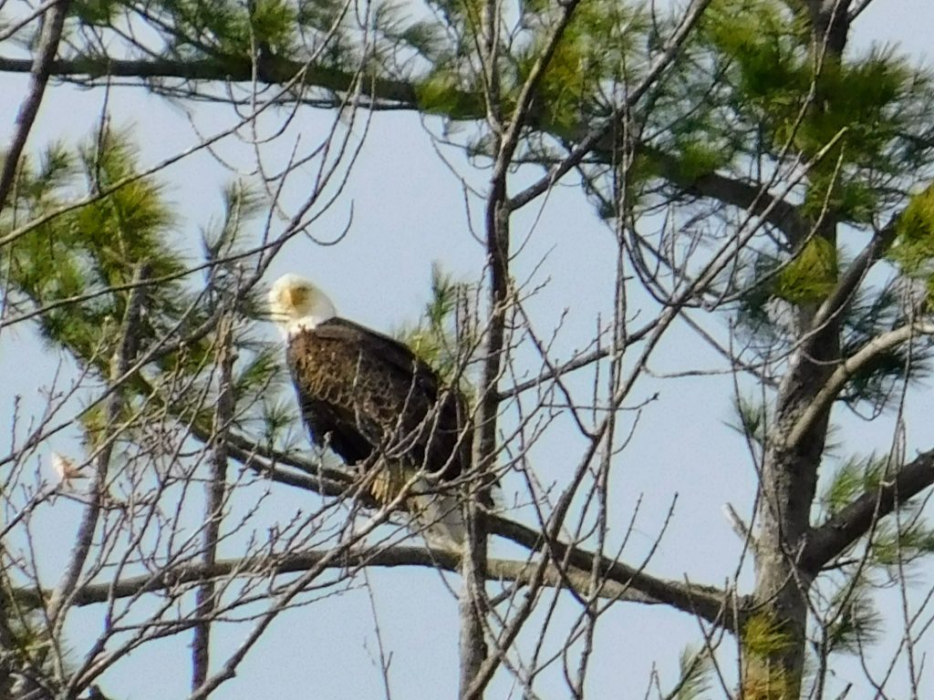 Hindsight of our April 2020 Eagle Watching during the pandemic. Edward Eagle in a tree.