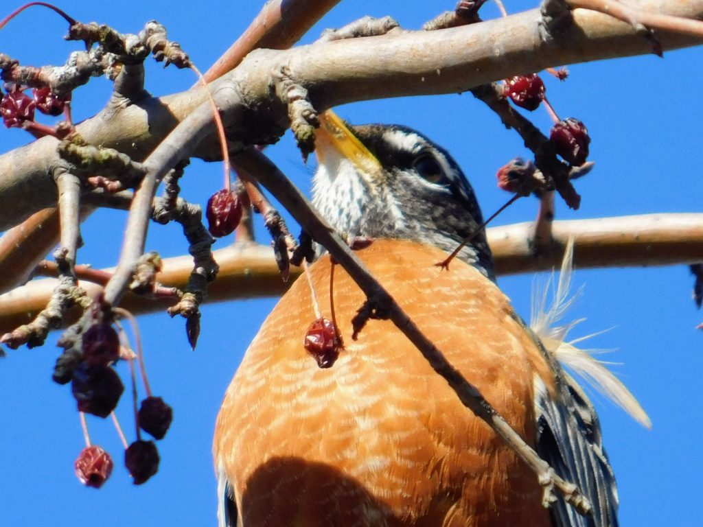 Robin eating a crabapple
