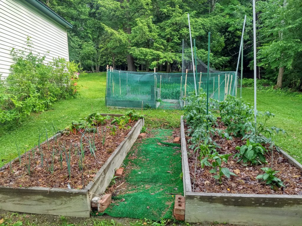 Our Hindsight 2020 garden, where deer and groundhogs had their salad bar