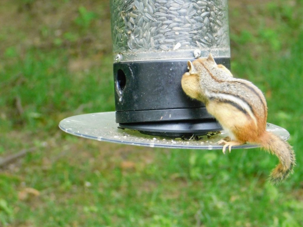 chipmunk emptying our sunflower seed feeder, filling its cheeks.
