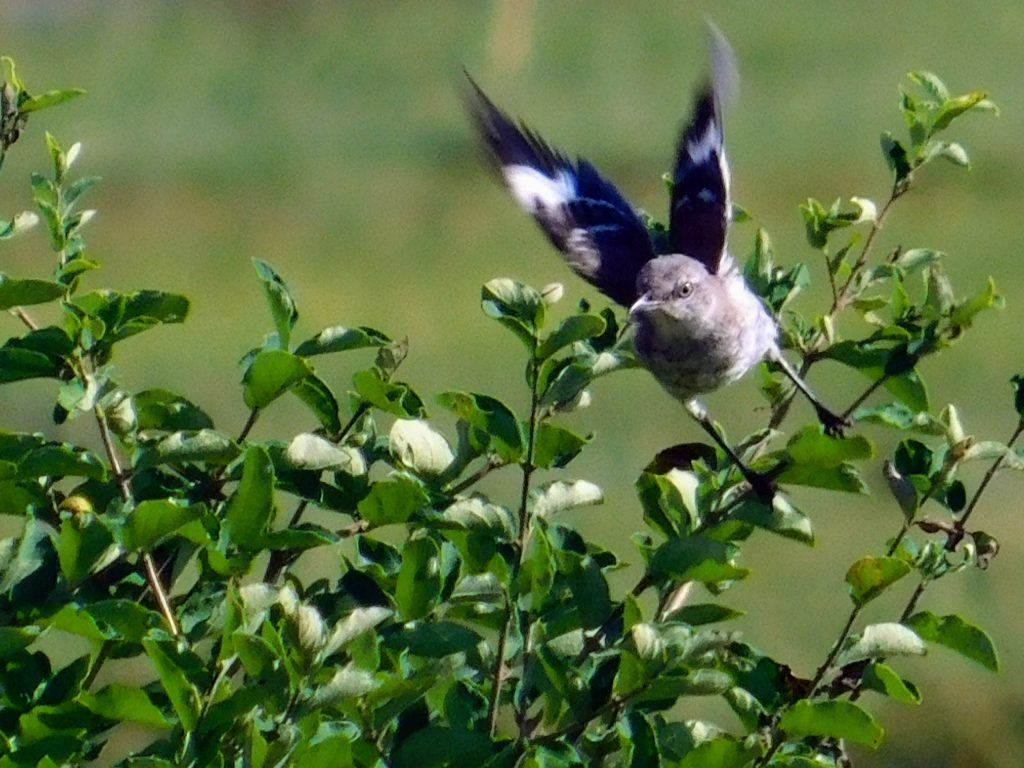 Northern mocking bird